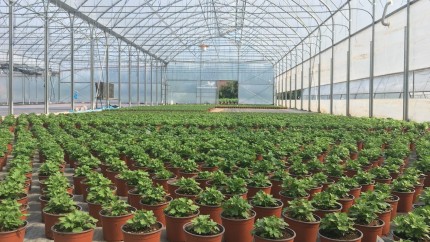 Fără impozit pentru sere și solarii. PSD și-a impus argumentele anunță ministrul Agriculturii Florin Barbu