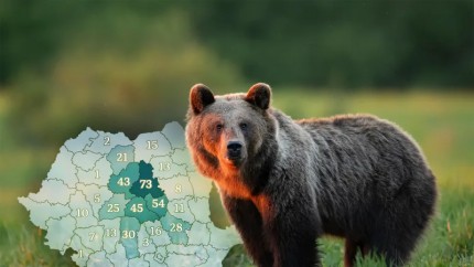 România are cea mai mare populație de urs brun din Europa Ministerul Mediului arată că analizele genetice confirmă între 10.657 şi 12.787 de indivizi
