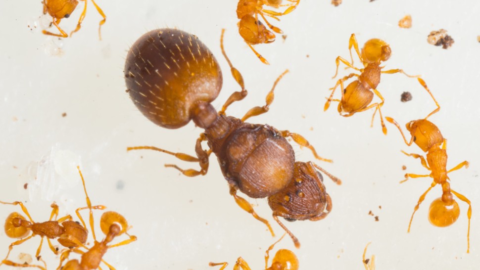 Ce este furnica electrică specia periculoasă pentru oameni. Poate ajunge și în România