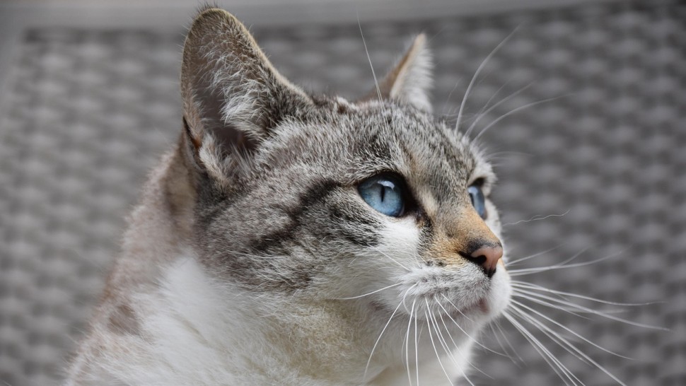 Ce produse de curățenie să folosești dacă ai animale de companie. Toți părinții de patrupezi ar trebui să știe asta