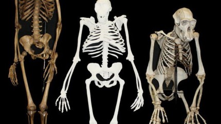 Se rescrie istoria omenirii. Cercetătorii au descoperit că originea omului este mai veche decât se credea