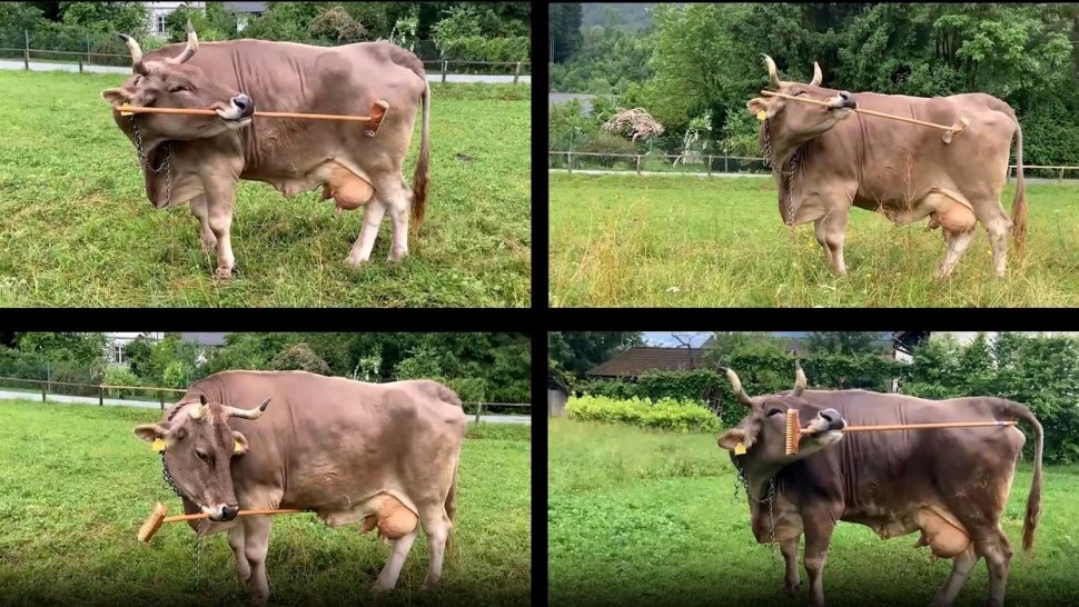 Primul caz în care o vacă folosește unelte. Studiu despre inteligența animalelor de fermă