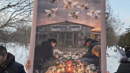 Protest cu peste 1.000 de oameni în fața Parlamentului Asociații pentru protecția animalelor și iubitori de animale cer schimbarea legislației