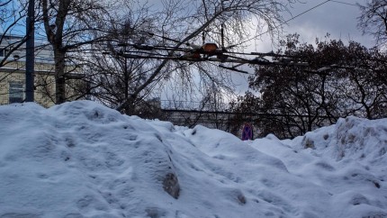 UPDATE Tânără găsită electrocutată după ce un copac a căzut peste cablurile electrice internată la Spitalul Grigore Alexandrescu