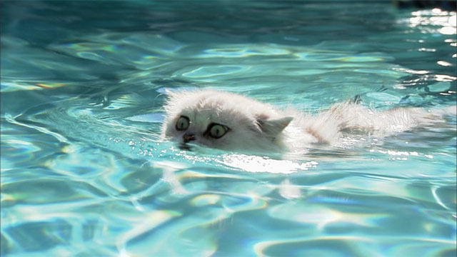 Pisicile care înoată în lac unice în lume. Explicația din spatele acestei curizități VIDEO