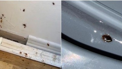 Invazie de ploşniţe şi gândaci în mai multe şcoli. Licee de top fac cursuri online