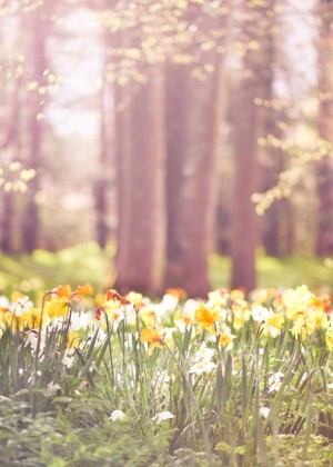 Prognoza meteo 14 mai. Temperaturi mai blânde înainte ciclonului așteptat în weekend