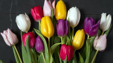 Povestea Zilei Femeii Cum a fost aleasă ziua de 8 martie. Prima dată a fost celebrată în 28 martie 1909