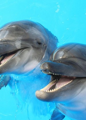 Situație alarmantă pe litoralul românesc. 23 de delfini au eșuat în ultimele zile. Apel disperat al ONG-urilor după moartea mamiferelor