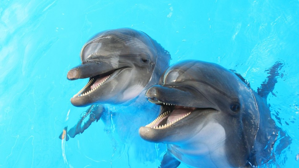 Situație alarmantă pe litoralul românesc. 23 de delfini au eșuat în ultimele zile. Apel disperat al ONG-urilor după moartea mamiferelor