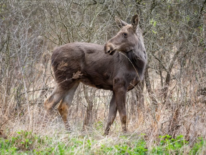 Elan în Parcul Natural Vânători Neamț (credit foto - Gheorghe Popa)