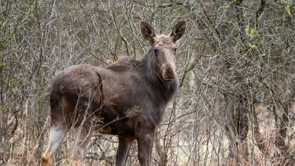Moment istoric Mai multe exemplare de elan aduse în Parcul Natural Vânători Neamț. De ce este important acest inginer de ecosistem pentru România