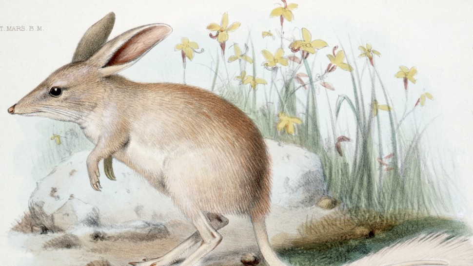 Simboluri de Paște mai puțin cunoscute. Cine e Bilby care aduce daruri