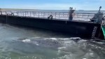 Balena cu cocoașă Timmy din Germania salvată Este transportată spre ocean într-o barjă de marfă VIDEO