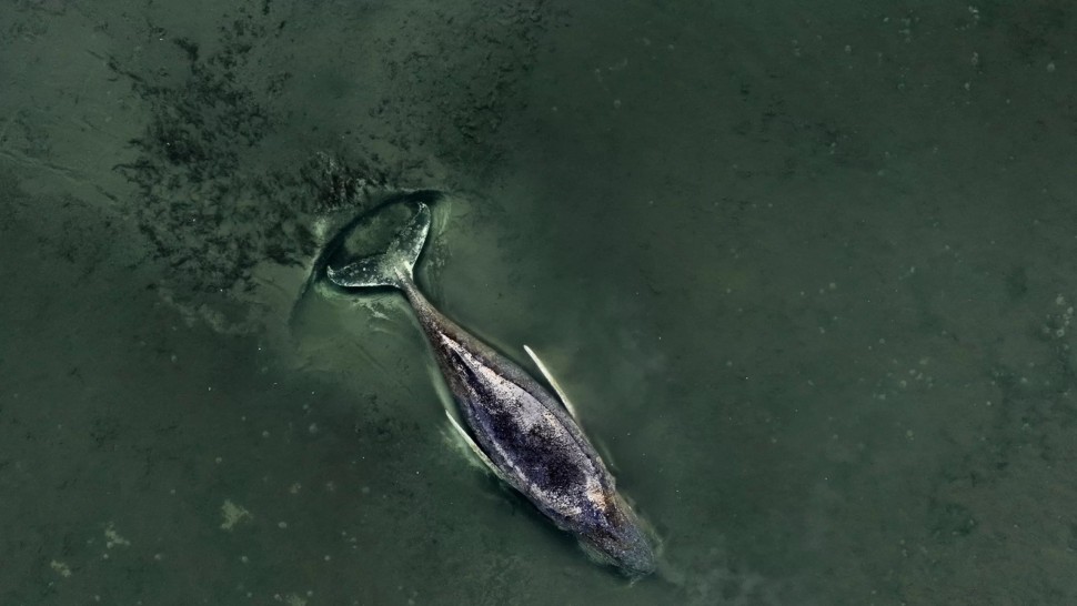 Undă verde pentru o nouă operațiune de salvare a balenei eșuate în Marea Baltică Timmy a devenit celebru în Germania