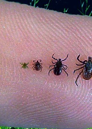 Atenție a început sezonul căpușelor Avertismentul medicului Fiți atenți la apariția oricărui simptom neobișnuit