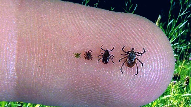 Atenție a început sezonul căpușelor Avertismentul medicului Fiți atenți la apariția oricărui simptom neobișnuit