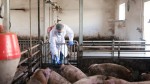 Fermele de porci din România ar putea fi închise definitiv. Stare de alertă în rândul fermierilor