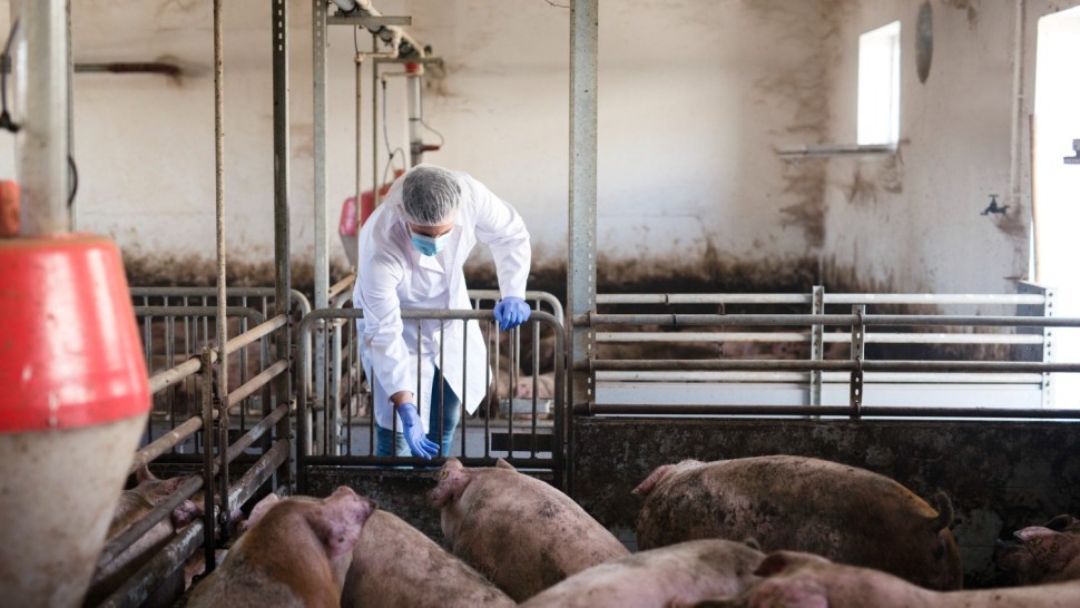 Fermele de porci din România ar putea fi închise definitiv. Stare de alertă în rândul fermierilor