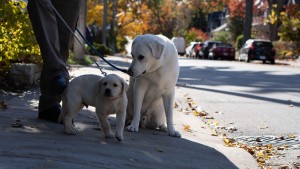 Greșeala pe care o fac proprietarii de câini. Un obicei banal le poate face foarte mult rău