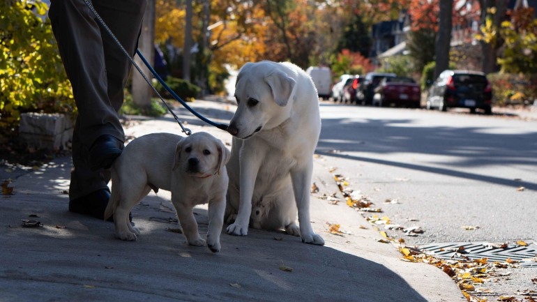 Greșeala pe care o fac proprietarii de câini. Un obicei banal le poate face foarte mult rău