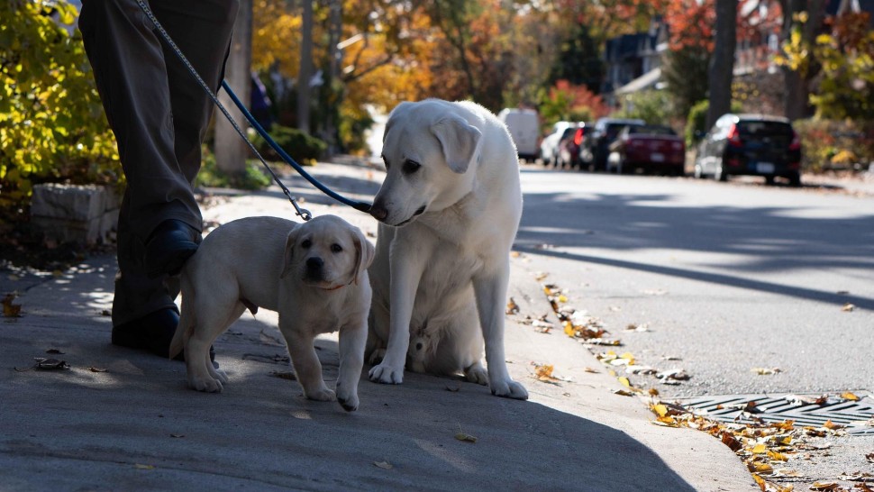 Greșeala pe care o fac proprietarii de câini. Un obicei banal le poate face foarte mult rău