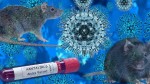 Primele doze de antiviral împotriva hantavirusului. Trei țări europene vor beneficia de ser