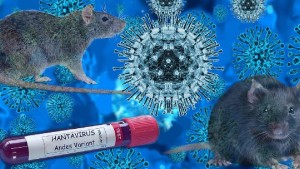 Un pompier de la ISU Caraş-Severin posibil infectat cu hantavirus. A călătorit într-o țară europeană