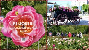 Apare primul soi de bujor produs în România. Inedit ce nume va purta. Festivalul Bujorului a început în București