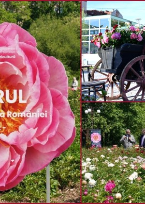 Apare primul soi de bujor produs în România. Inedit ce nume va purta. Festivalul Bujorului a început în București