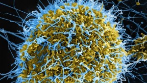 Alertă la nivel mondial privind Ebola. Peste 900 de cazuri suspecte în Congo anunţă OMS