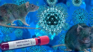 Infecția cu hantavirus 8222nu este un nou COVID-198221 arată experții. Totuși oficiall SUA nu pot garanta că nu se va răspândi în SUA