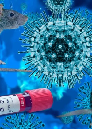Infecția cu hantavirus 8222nu este un nou COVID-198221 arată experții. Totuși oficiall SUA nu pot garanta că nu se va răspândi în SUA