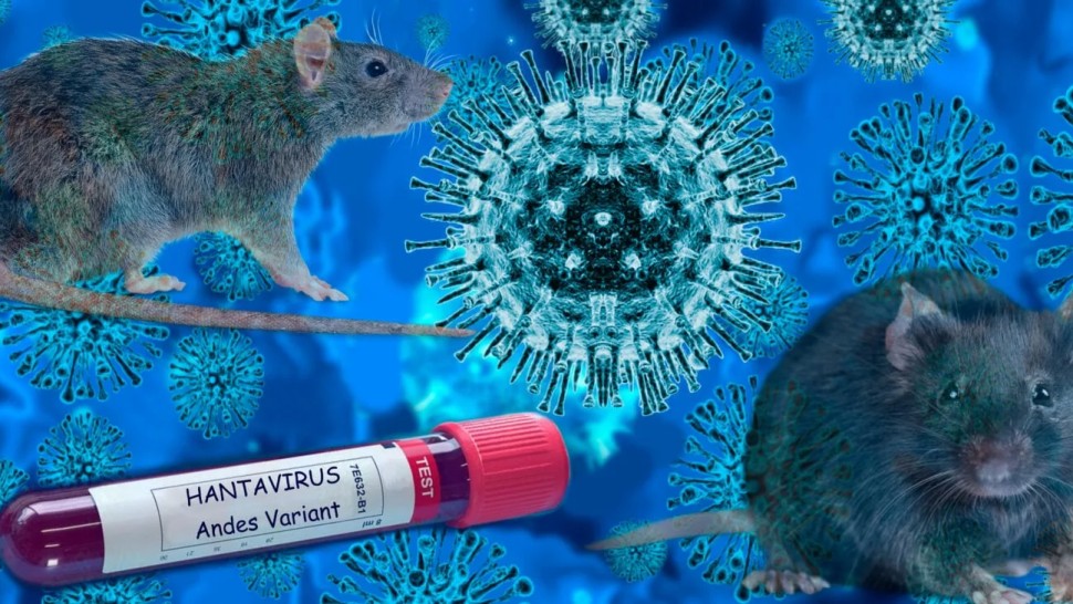 Infecția cu hantavirus nu este un nou COVID-19 arată experții. Totuși oficiall SUA nu pot garanta că nu se va răspândi în SUA