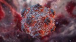 Un virus mortal amenință omenirea. Trei decese au fost deja confirmate de hantavirus. OMS a declarat stare de alertă în sănătatea publică