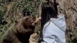 Amenzi uriașe pentru turiștii care hrănesc urșii. Anunțul Romsilva