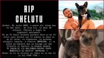 Dorian Popa în lacrimi după ce a murit Cheluțu Anunțul artistului după decesul patrupedului de ziua lui