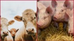 ANSVSA actualizează procedurile de raportare a bolilor la animale. Devine obligatoriu la nivel național