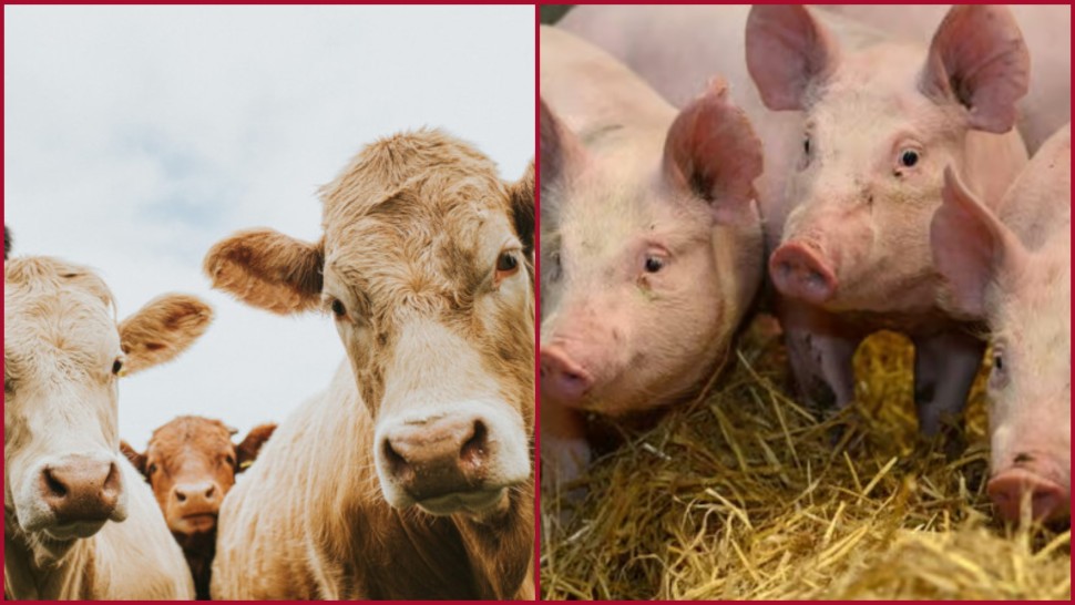 ANSVSA actualizează procedurile de raportare a bolilor la animale. Devine obligatoriu la nivel național