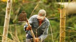 Se pregătește un nou sprijin pentru fermieri. Proiect depus în Parlament pentru crescătorii pentru crescătorii de porci și bovine