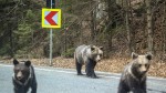 CCR undă verde la împușcarea a câte peste 900 de urși în 2026 și 2027 Cererea președintelui Nicușor Dan respinsă