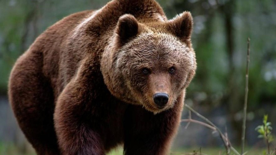Patru mesaje RO-Alert semnalând prezența urșilor în mai puțin de 12 ore în județul Harghita. Mai mulți turiști atacați pe Transfăgărășan