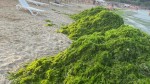 A început apariția algelor în Mamaia. Specialiștii ABADL se apără și spun că intervin în fiecare seară pentru strângerea lor