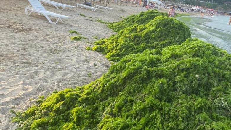 A început apariția algelor în Mamaia. Specialiștii ABADL se apără și spun că intervin în fiecare seară pentru strângerea lor