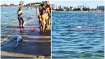 Delfin mort pe plaja din Mamaia. Risc pentru sănătate în apele mării Foto și Video