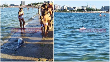 EXCLUSIV Delfin mort pe plaja din Mamaia. Risc pentru sănătate în apele mării FOTO și VIDEO