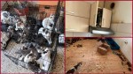 Peste 120 de pisici crescute de o femeie la două adrese din Sectorul 2 din București. Animalele preluate de autorități FOTO