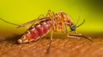 Trei cazuri de infecție cu West Nile și un deces în prima jumătate a lunii iulie Avertismentul medicilor