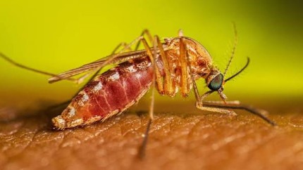 Trei cazuri de infecție cu West Nile și un deces în prima jumătate a lunii iulie Avertismentul medicilor