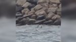 Update Alertă pe o plăjă din Costinești. Fragment dintr-o dronă observat în mare de turiști. MApN confirmă | Video